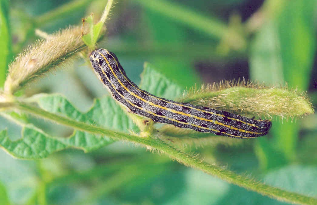 images/TC Larva.jpg